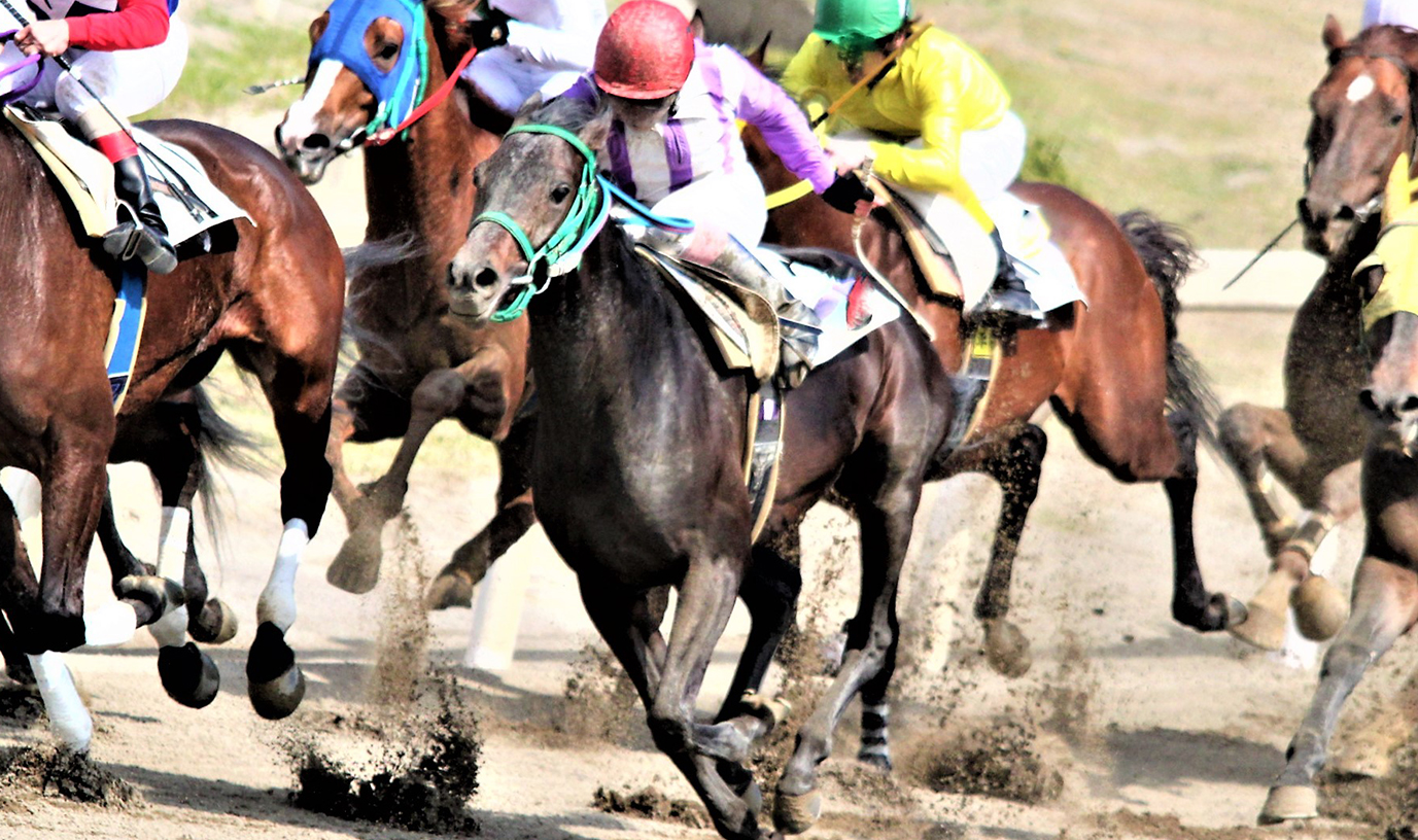 わくわくうまクイズ 第37回 馬の絵と写真コンクール Jra福島競馬場